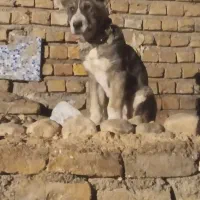 توله سگ.ماده. گم شده.|حیوانات|شیروان (خراسان), |دیوار