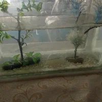 اکواریوم