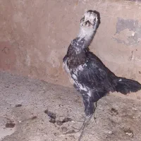 جوجه لاری|حیوانات مزرعه|خاوران, |دیوار