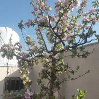 باغچه با بنا و استخر فشند