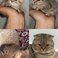نژاداسکاتیش