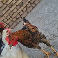 ۴ عدد جوجه خروس محلی