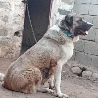سرابی