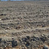 30هکتار زمین کشاورزی با لول پامپ اجاره داده میشود