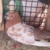 کفتر رنگی|پرنده|شیراز, گویم|دیوار