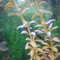 ماهی لوچ نیم نوار گیاهخوار|ماهی|مشگین شهر, |دیوار