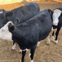 فروش گوساله|حیوانات مزرعه|تهران, مشیریه|دیوار