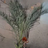 نخل گنطار توافقی