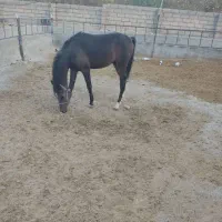 اسب|اسب و تجهیزات اسب‌سواری|بهار, |دیوار