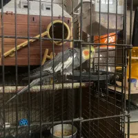 یک جفت عروس مولد|پرنده|تهران, شهید فکوری|دیوار