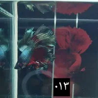 ماهی فایتر|ماهی|نسیم‌شهر, |دیوار