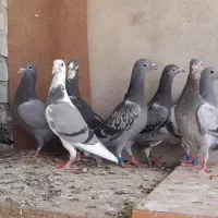 کبوتر جوجه پلاکی و۴ تا جفت جوجه گیری
