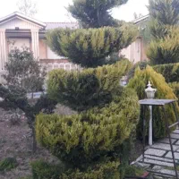 باغبانی هرس کاری کاشت چمن وو..