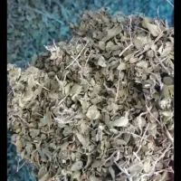 اویشن کوهی