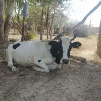 گاو شیری محلی