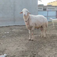 قوچ مغانی