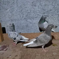 نرو ماده سبز دم سفید و سرور دم سفید با جوجه