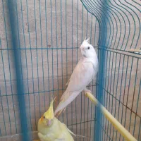 عروس هلندی|پرنده|چابهار, |دیوار