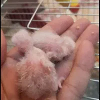 جفت طوطی های برزیلی مولد|پرنده|اهواز, دانشگاه چمران|دیوار