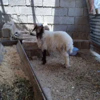 بره نر شرط سالم وچاق گوسفندبزگوساله گاو