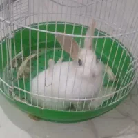 خرگوش