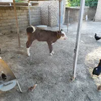 حیوانات