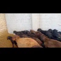 بره برای پروار