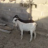 2راس کهره نرتالی