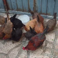 مرغ تخم گذار