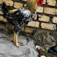 خروس