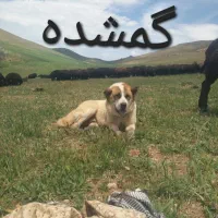 سگ گله گمشده