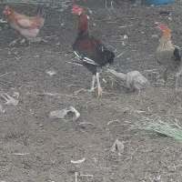 ملاشیه ۳