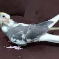 عروس هلندی گم شده
