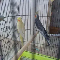 عروس هلندی نر وماده