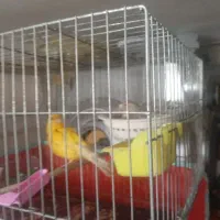 قناری نرماده جفت تخم گرده جوجه بزرگ کن