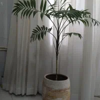 گل طبیعی