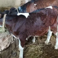 دو عدد گوساله سیمینتال نر و ماده