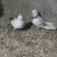 حیوان|پرنده|گمیشان, |دیوار