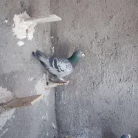 ۳ کفتر پرشی