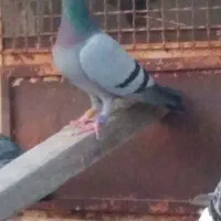 کبوتر .پلاکی .عراق .کویت