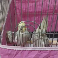 ی جفت عروس هلندی به فروش می‌رسد|پرنده|شازند, |دیوار