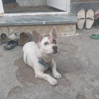 سگ پاکوتاه دستی فروشی