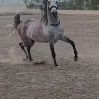 خرید و فروش اسب