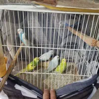 مرغ عشق رنگین کمانی قفس کابینت