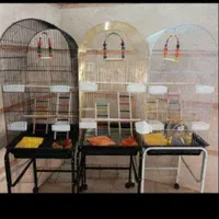 ففس میناعروس هلندی طوطی برزیلی پرنده کاسکوگرینچیک