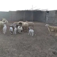 گوسفند بره قوچ گاو گاومیش بز|حیوانات مزرعه|کارون, |دیوار