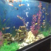 اکواریوم با پایه و کمد ام دی اف