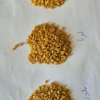 فروش بذر گندم ،عدس،تخم کتان همگی بوجاری شده