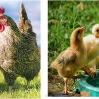 آنزیم خوراک طیور