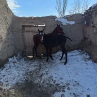 اسب|اسب و تجهیزات اسب‌سواری|چاراویماق, |دیوار